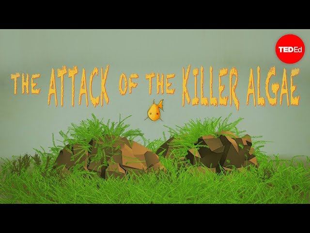 Attack of the killer algae - Eric Noel Muñoz