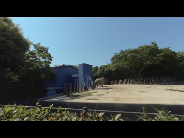 【千葉動物公園】【VR180】ぞうさん