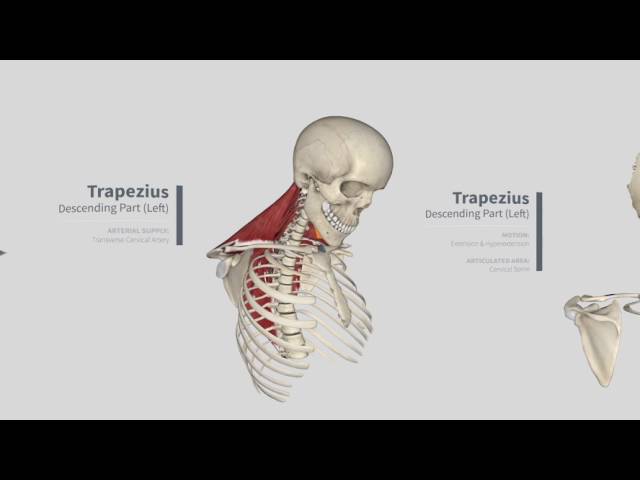 Trapezius Panorama: Muscles in Complete Anatomy (360)