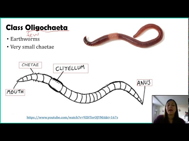 Phylum Annelida