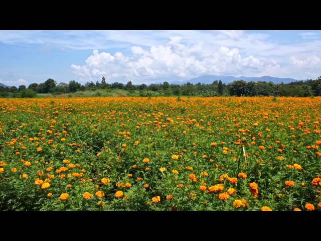 Gilbert Medam Suk tang ongsa  Instrumental