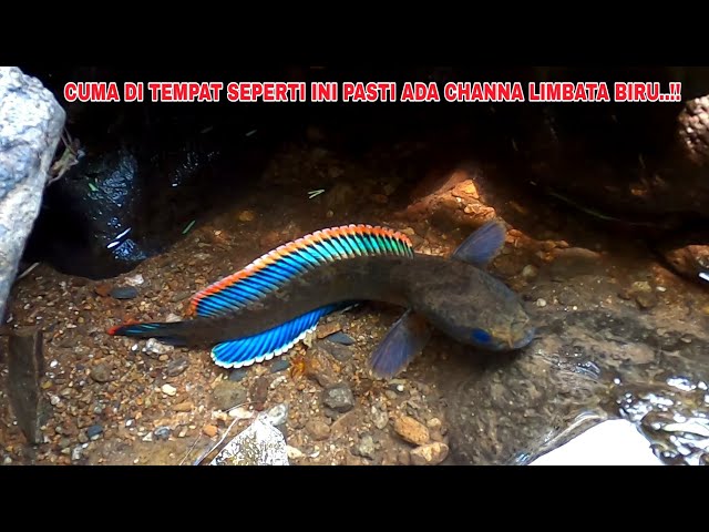 HARVEST A LOT..!! Fishing for Channa Limbata in the River in the Interior of the Forest & Finding...