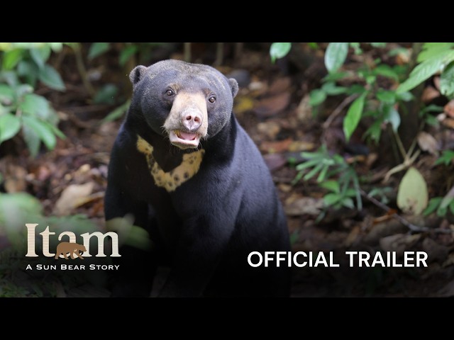 ITAM: A Sun Bear Story | Official Trailer | 23 July 2026