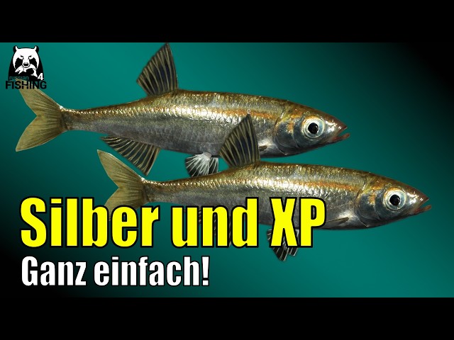 Russian Fishing 4 - Windenbach - Laube! Silver and XP made easy #rf4 Float fishing Laube and Hasel