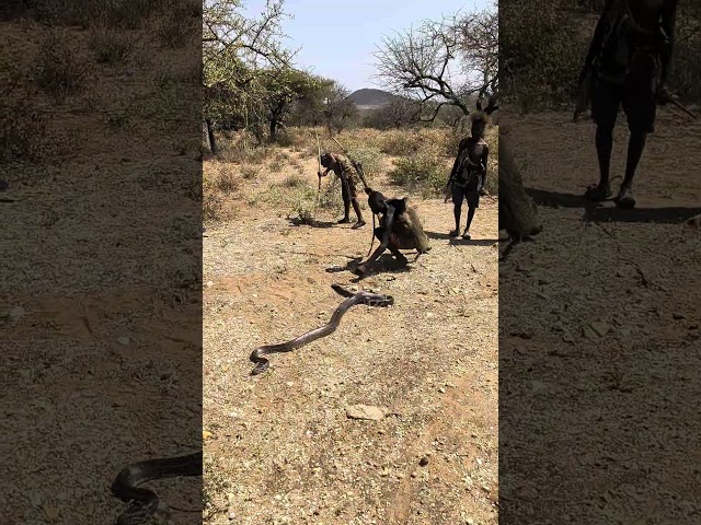 Big python hunting 🔥 #reels #snake