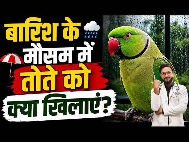 What to Feed Your Parrot || Parrot Food List || What to Feed Your Parrot So It Never Gets Sick?