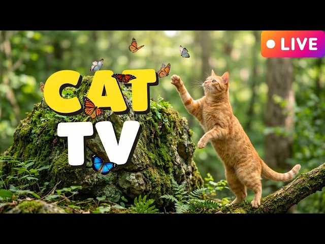 😼♡ YOUR CAT WILL LOVE THIS TV SHOW ♡🖼️Realistic Visual Stimulation for Feline Friends🌈 24h stream