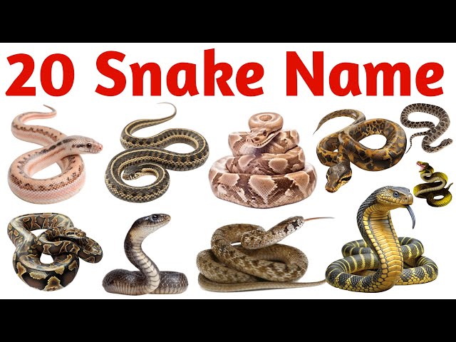 Learn 20 Snake Names for Kids with Pictures and Sound