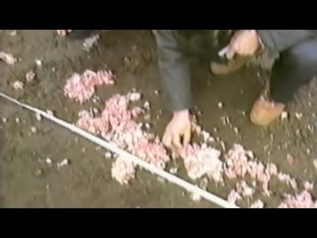Shredded Remains | Forensic investigators had to solve a murder without a body.