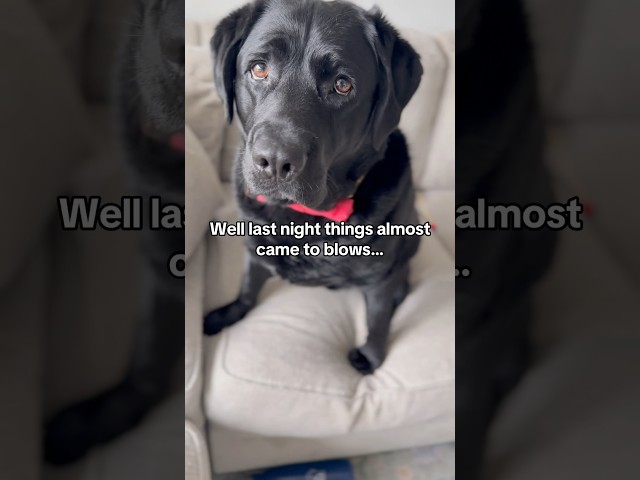 King Clarence has SERIOUS BEEF with another Black Labrador!!