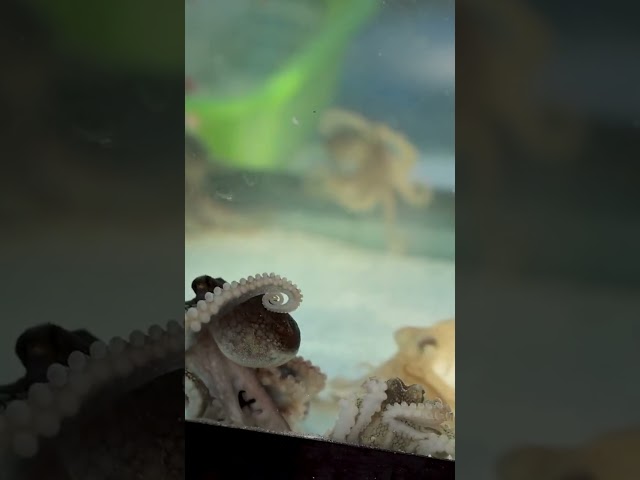 Octopuses: Nature’s Code-Rewriting Geniuses