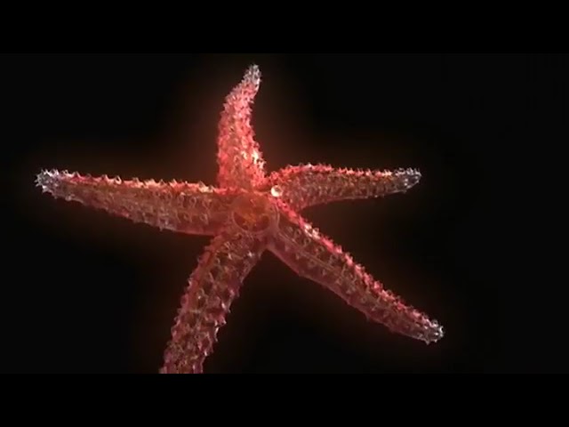 Water vascular system of echinoderms
