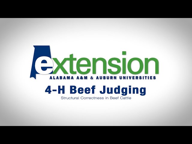 4-H Beef Judging:  Structural Correctness in Beef Cattle
