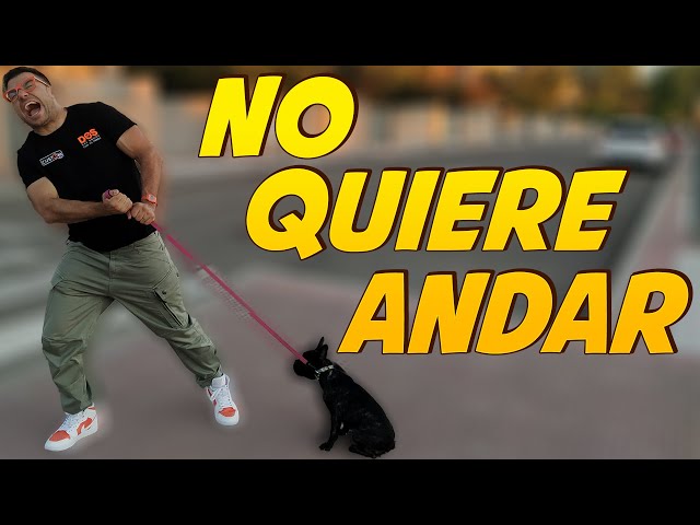 Enseñar a un Perro CACHORRO a PASEAR 🐶 | No quiere caminar 😫