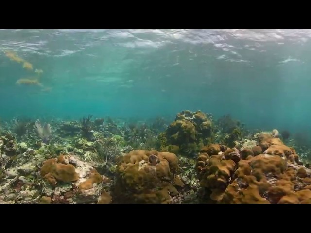 Underwater GoPro Fusion 5K 360 Video of a coral reef  - 360bubble