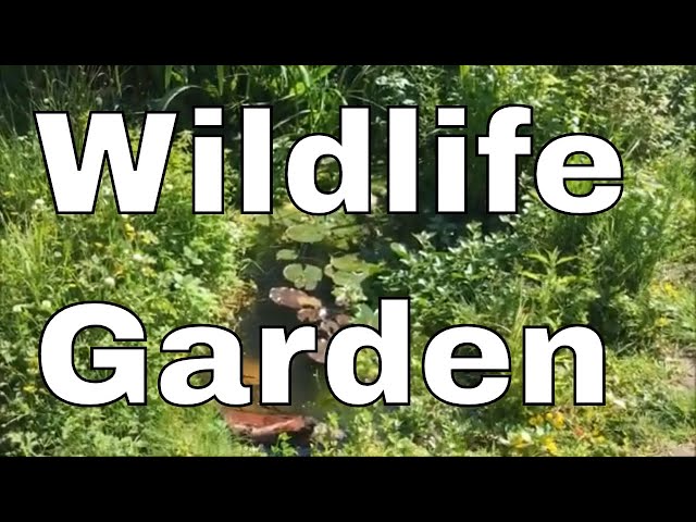How to make a WILDLIFE GARDEN! The FOUR things you MUST INCLUDE!