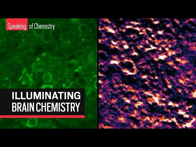 Los nanosensores arrojan luz sobre la química cerebral.