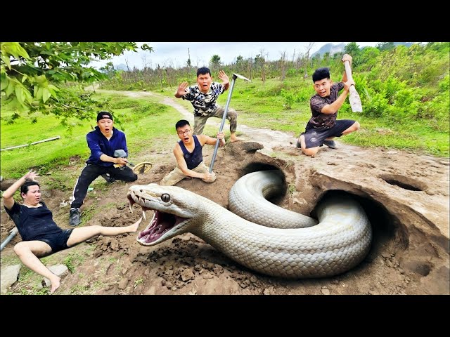 Expert Bravely Digs Up and Captures a Giant White Python