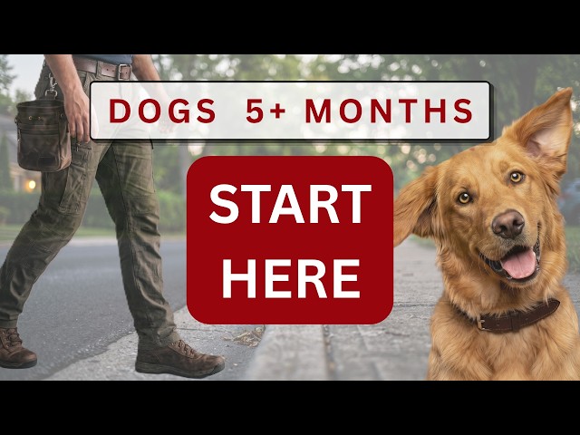 Don’t Train Sit/Down/Stay Till Your Dog Masters These 3 Fundamentals (Basic Skills Lesson 1)
