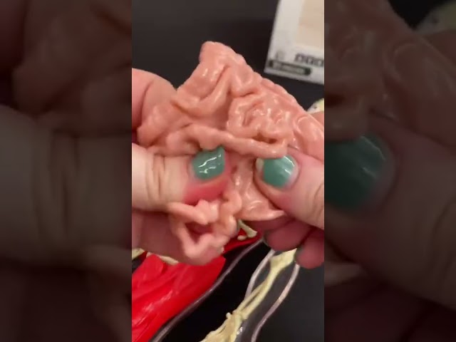 ULTIMATE SQUISHY HUMAN BODY ASMR!🧠 #shorts
