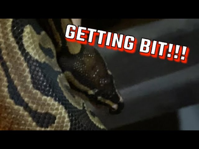 Ball Python Bite! How bad is the bite?