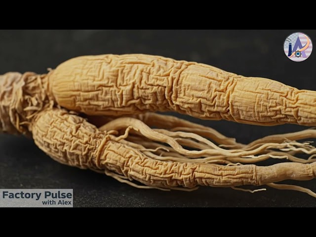 The Secret of How American Ginseng Is Made Today: Inside the Modern Factory | Factory Pulse