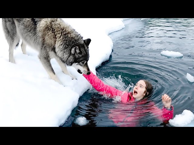Hero Animals That Saved Human Lives !