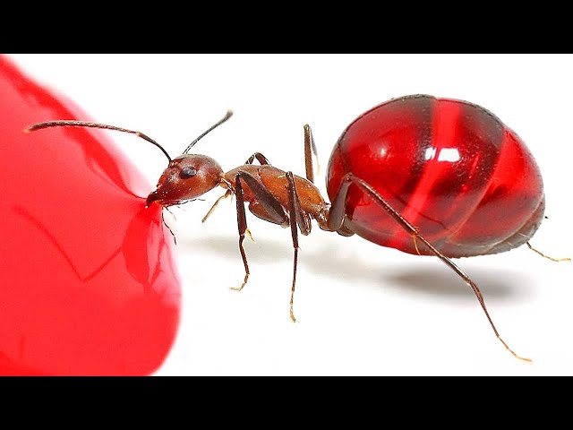 The Craziest Insect Videos On The Internet!