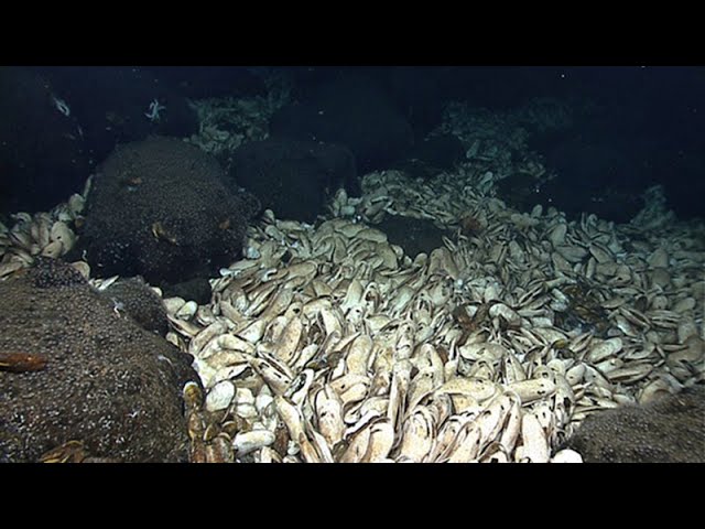 Camera 3: 2026 American Samoa ROV + Mapping Exploration (EX2606)