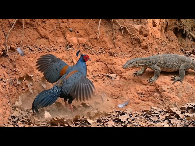 Hunted on the Forest Floor: The Siamese Fireback's Lethal Jungle Reality (Wildlife Documentary)
