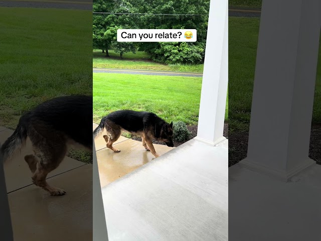 Bronson likes to “drag his feet” extra slow when its raining ❤️#dog #gsd #rain #workingmom