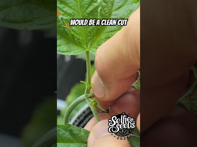 How to TOP Cannabis Plants for MAX YIELD | Beginner Grower Guide - 📈