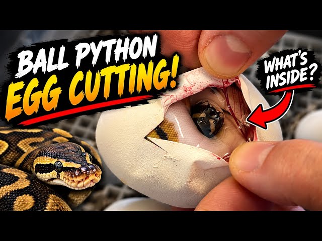 Ball Python Egg Cutting! The Burgundy Albino Pieds!