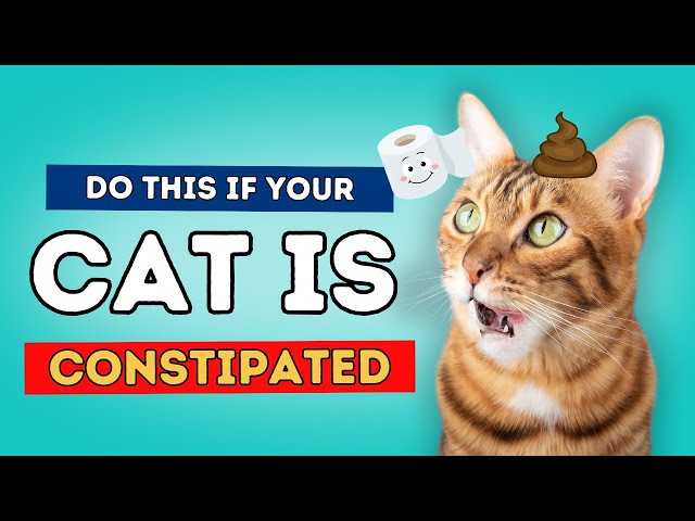 Is Your Cat Blocked or Constipated?