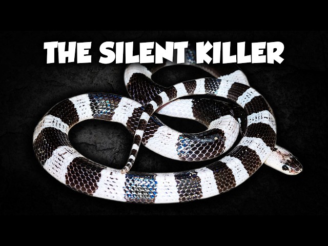 Asia’s Most Venomous Snake is a Living Nightmare 