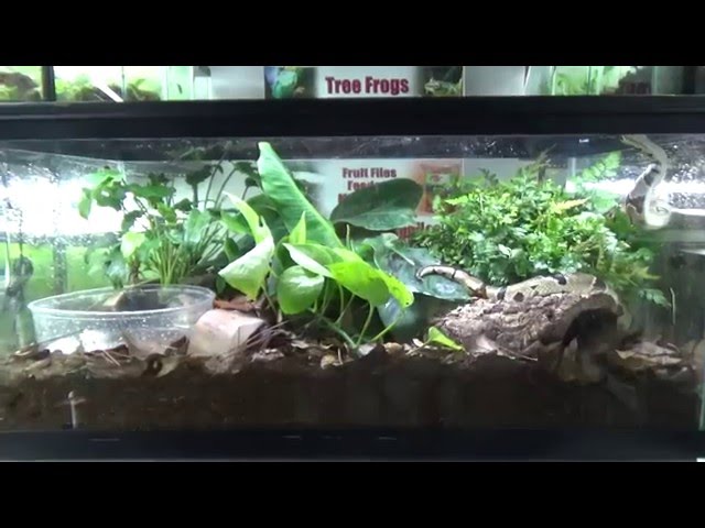 A ball python self-cleaning, organic vivarium