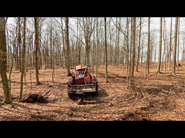 Cutting and skidding 