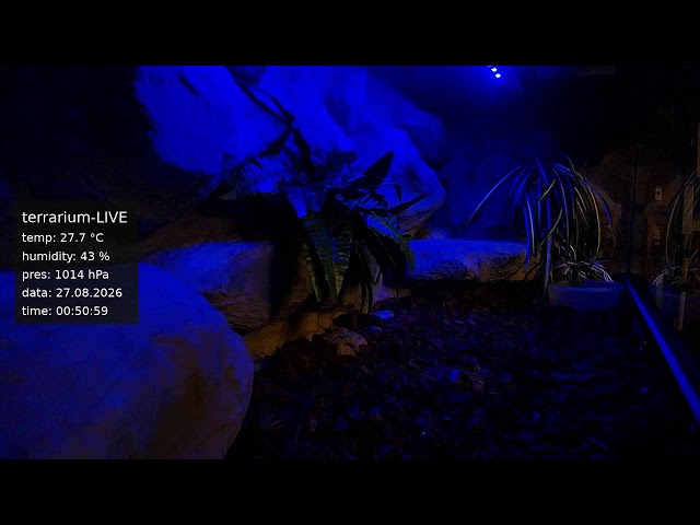terrarium-LIVE 🔴 26/08/2026 🐍 Ball Python Regius Snake