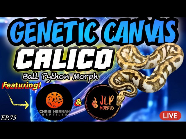 GENETIC CANVAS- CALICO BALL PYTHON & NEW COMBOS Ft. CHRIS HERNAN REPTILES & JLP MORPHS - EP75