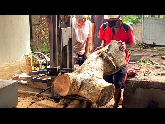 The sharpness of this band saw blade splits the branched teak log!