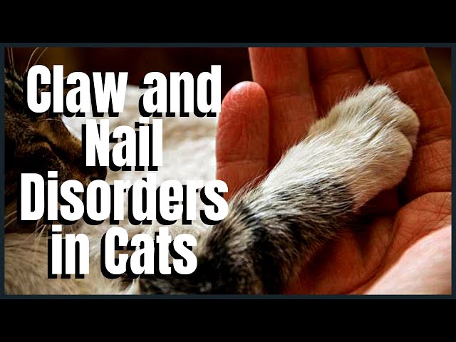 Claw and Nail Disorders in Cats