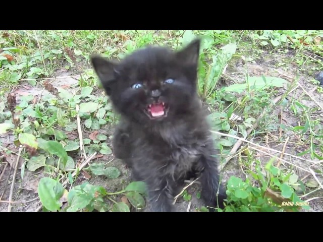 Animals With Autotune V5