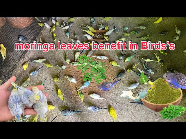 Moringa leaves benefit in budgies parrot before breeding season || budgies breeding season 😍🌿 start 