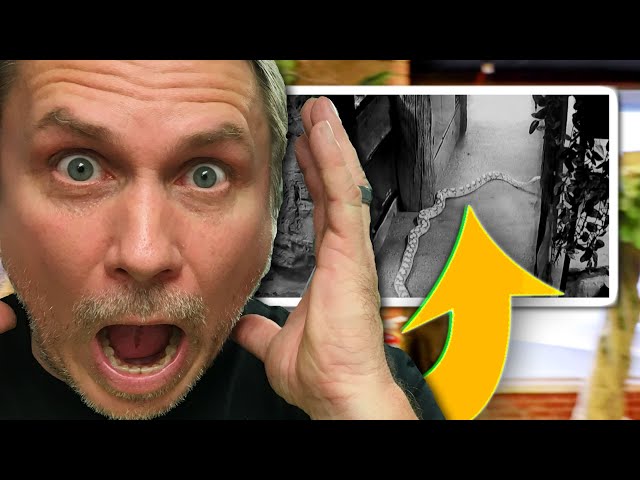 12 FOOT PYTHON ESCAPES at my REPTILE ZOO! SECURITY FOOTAGE CATCHES ENTIRE EVENT!! | BRIAN BARCZYK