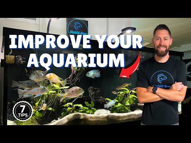 7 Easy Ways to Make Your Aquarium Look Better (Cheap & Simple Fixes)