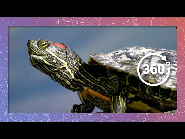 A Red-eared Slider Turtle Slides Through the Wild | Wildlife in 360 VR