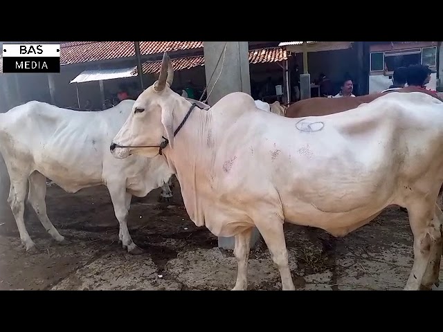 Harga Sapi Sapi Indukan PO Pak Wasimin Pasar Kuncen Wirosari
