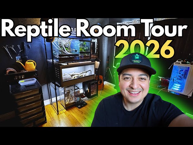 Full Reptile Collection Tour - What's Coming Next?
