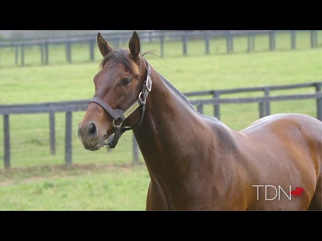 First Yearlings for Runhappy at Fasig-Tipton July