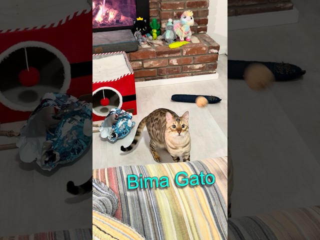 LIVELY BENGALS!! ✨ A Dynamic Day in the Life of Bima Gato & Java Bean #catshorts #shorts